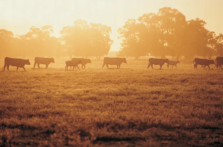 Cows in a field